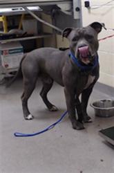 Shelter Stray Male Dog last seen Near BLOCK MORRISON RD DENVER CO 80219, 1241 W Bayaud Ave, Denver, CO 80223, USA