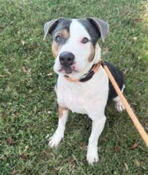 Shelter Stray Male Dog last seen Near BLOCK PALATKA ROAD, 3528 Newburg Rd, Louisville, KY 40218, USA