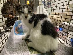Shelter Stray Male Cat last seen , 1850 W 60th St, Los Angeles, CA 90047, USA
