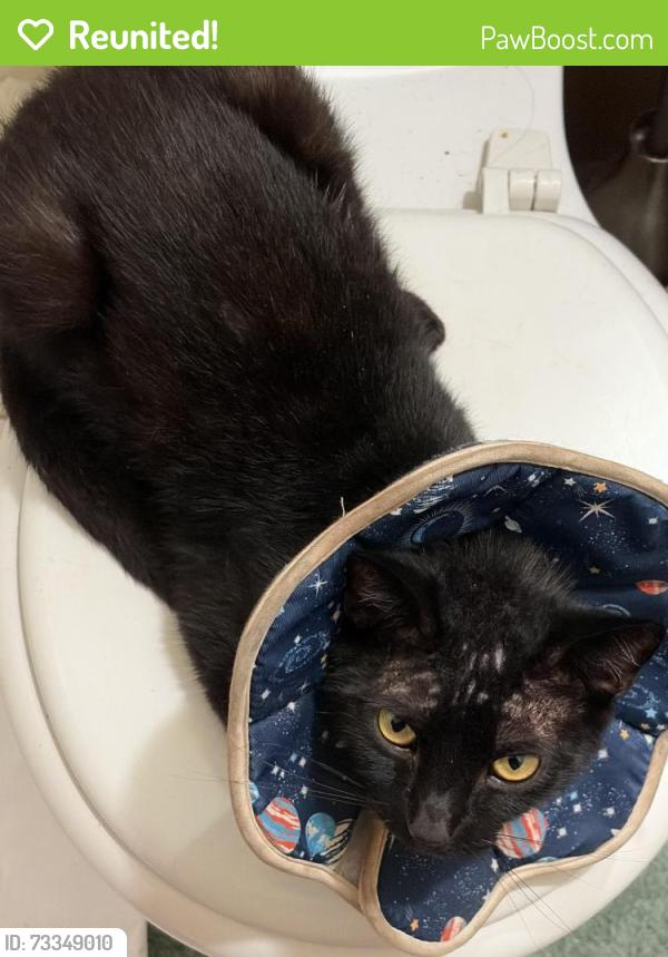 Reunited Male Cat last seen Pinewood Park Milpitas, CA 95035, Milpitas, CA 95035