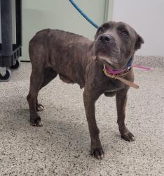 Shelter Stray Female Dog last seen Near BLOCK VAN DYKE DETROIT MI 48234, 7401 Chrysler Dr, Detroit, MI 48211, USA