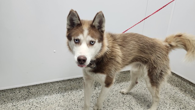 Shelter Stray Male Dog last seen Near BLOCK CHARLEMAGNE AVE, DETROIT, MI, 7401 Chrysler Dr, Detroit, MI 48211, USA
