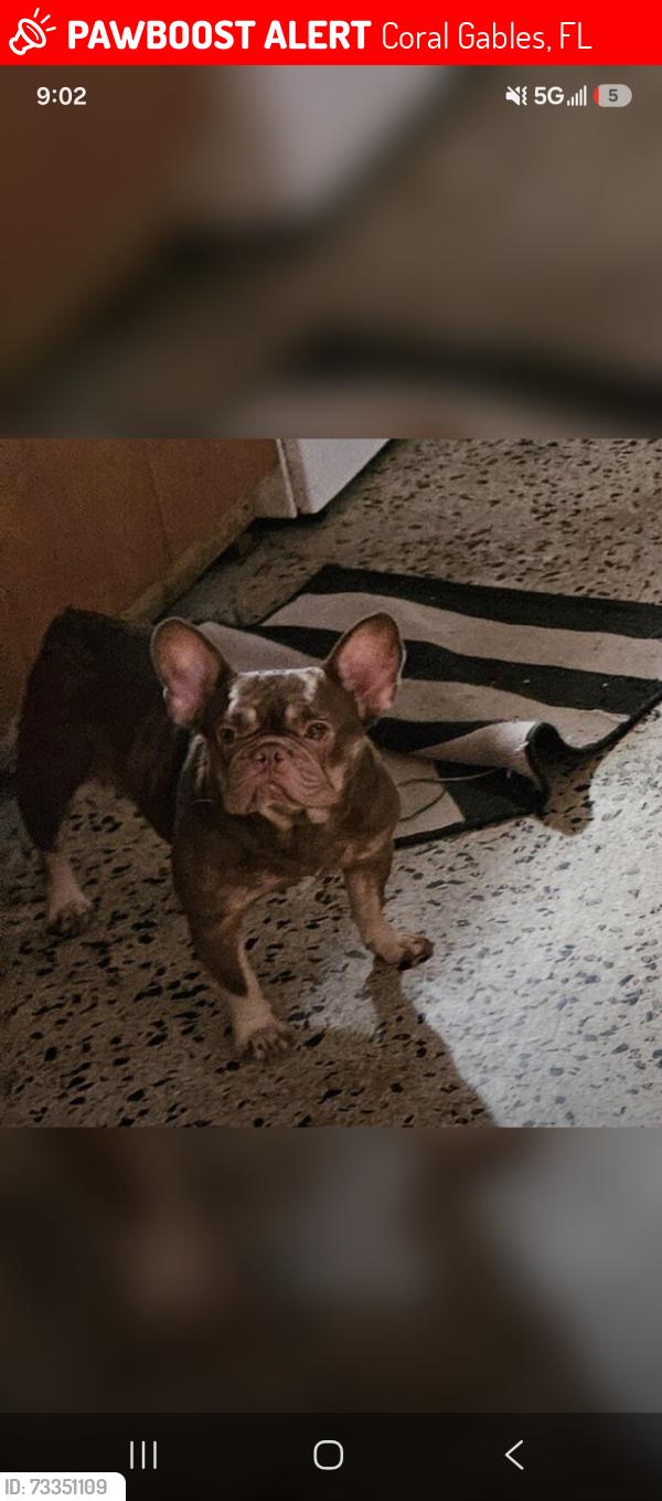 Lost Female Dog last seen Douglas Park, Coral Gables, FL 33145