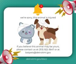 Shelter Stray Male Dog last seen Near BLOCK STOUT ST, DETROIT, MI 48228, 7401 Chrysler Dr, Detroit, MI 48211, USA