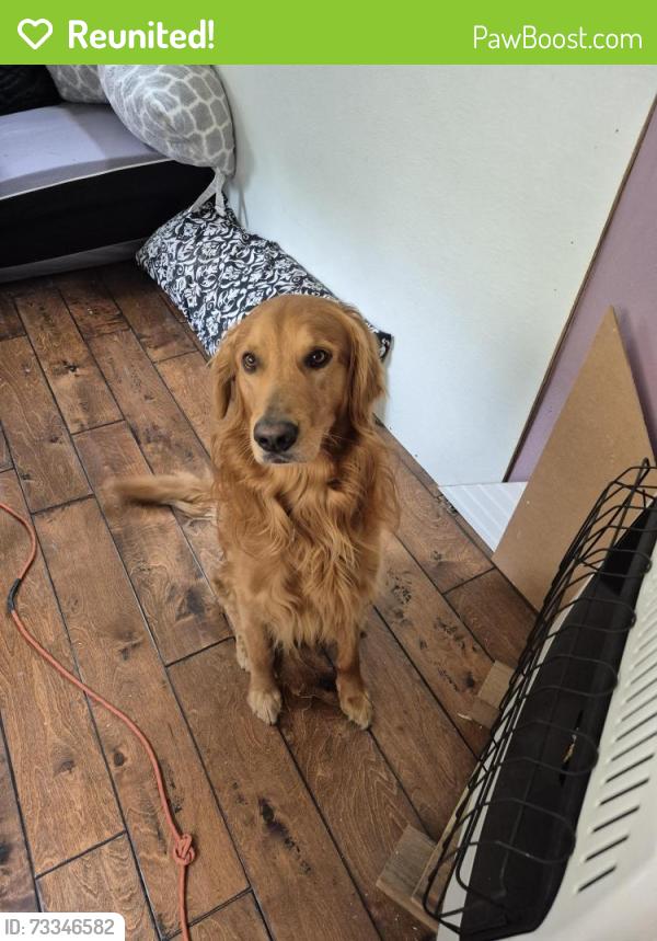 Reunited Male Dog last seen 57th and Morrill, Lincoln, NE 68507