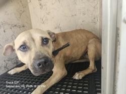 Shelter Stray Female Dog last seen Near BLOCK E BOSTON BLVD, DETROIT, MI, 7401 Chrysler Dr, Detroit, MI 48211, USA