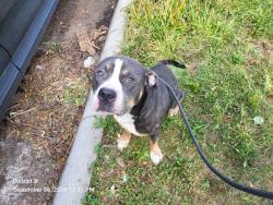 Shelter Stray Male Dog last seen Near BLOCK ARCHDALE ST, DETROIT, MI, 7401 Chrysler Dr, Detroit, MI 48211, USA