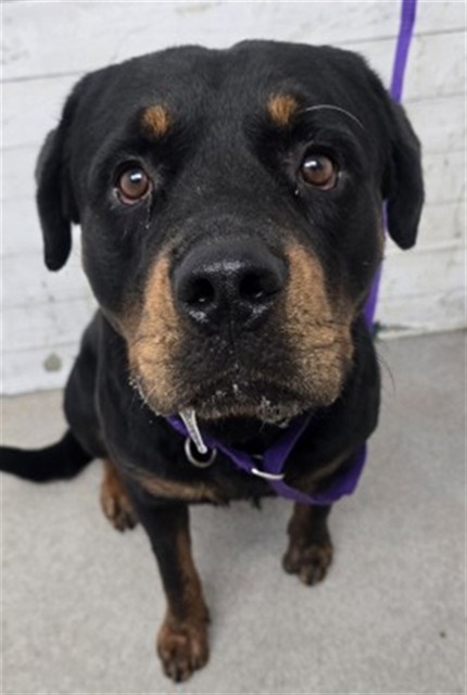 Shelter Stray Male Dog last seen Near BLOCK ARDEN AVE, 333 Chandler Pl, San Bernardino, CA 92408, USA