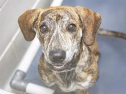 Shelter Stray Male Dog last seen NA, 5501 E Van Buren St, Phoenix, AZ 85008, USA