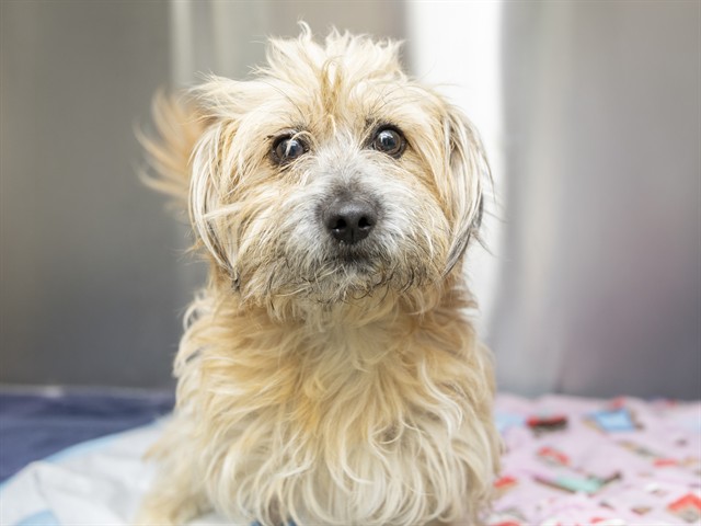 Shelter Stray Male Dog last seen WB SR 202 MP30, 5501 E Van Buren St, Phoenix, AZ 85008, USA