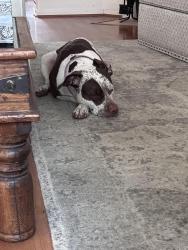 Lost Female Dog last seen Mason and Westheimer parkway, Katy, TX 77450