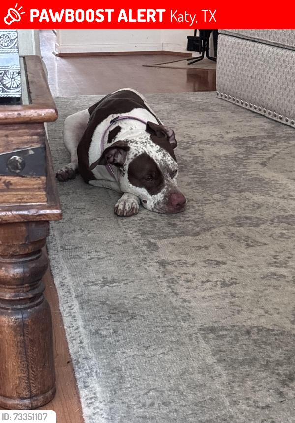 Lost Female Dog last seen Mason and Westheimer parkway, Katy, TX 77450