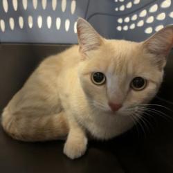 Shelter Stray Female Cat last seen Near BLOCK SMITH RD, AURORA CO 80011, 2080 S Quebec St, Denver, CO 80231, USA