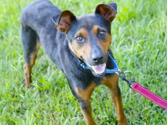 Shelter Stray Female Dog last seen AENON CHURCH RD, TALLAHASSEE FL 32304, 1125 Easterwood Dr, Tallahassee, FL 32311, USA
