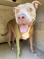 Shelter Stray Unknown Dog last seen NW 178TH / PORTLAND AVE, 2811 SE 29th St, Oklahoma City, OK 73129, USA