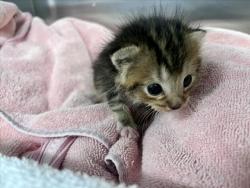 Shelter Stray Male Cat last seen , 100 Caja Del Rio Rd, Santa Fe, NM 87507, USA