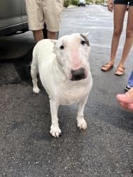 Found/Stray Female Dog last seen Valley view and Dean Martin, Enterprise, NV 89141
