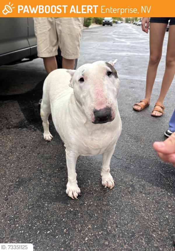 Found/Stray Female Dog last seen Valley view and Dean Martin, Enterprise, NV 89141