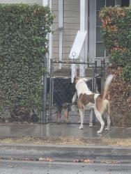 Found/Stray Male Dog last seen 2nd ave & Bright, La Habra, CA 90631