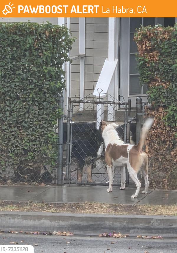 Found/Stray Male Dog last seen 2nd ave & Bright, La Habra, CA 90631