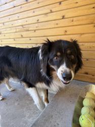 Found/Stray Female Dog last seen Behind Days Market, Provo, UT 84604