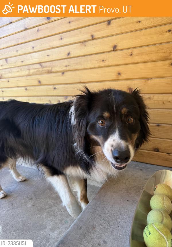 Found/Stray Female Dog last seen Behind Days Market, Provo, UT 84604