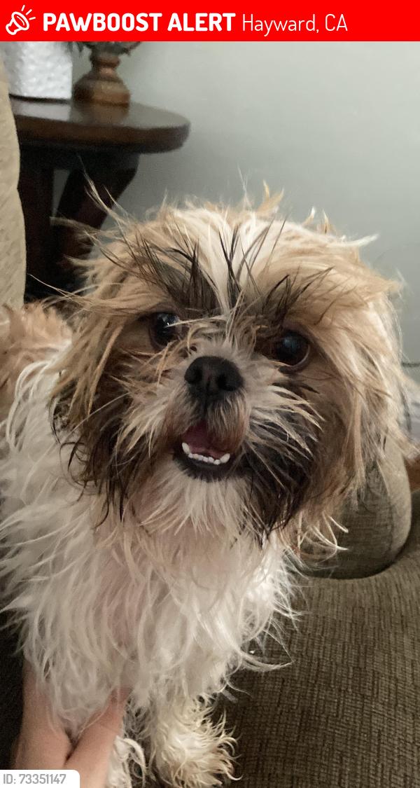 Lost Male Dog last seen Paradise blvd Hayward CA, Hayward, CA 94541