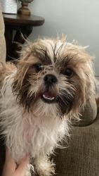 Lost Male Dog last seen Paradise blvd Hayward CA, Hayward, CA 94541
