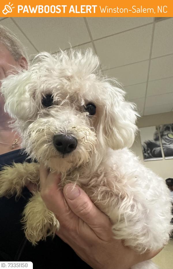 Found/Stray Male Dog last seen Brookberry, Winston-Salem, NC 27106