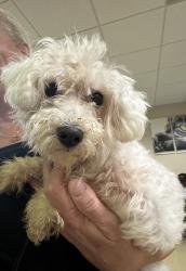 Found/Stray Male Dog last seen Brookberry, Winston-Salem, NC 27106