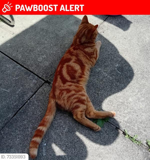 Lost Male Cat last seen Waltham, Greater Manchester, England OL4 5LY