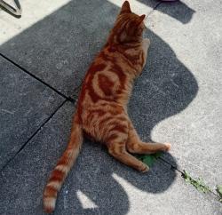 Lost Male Cat last seen Waltham, Greater Manchester, England OL4 5LY