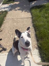 Lost Female Dog last seen Environmental Center, Oaklyn, NJ 08107