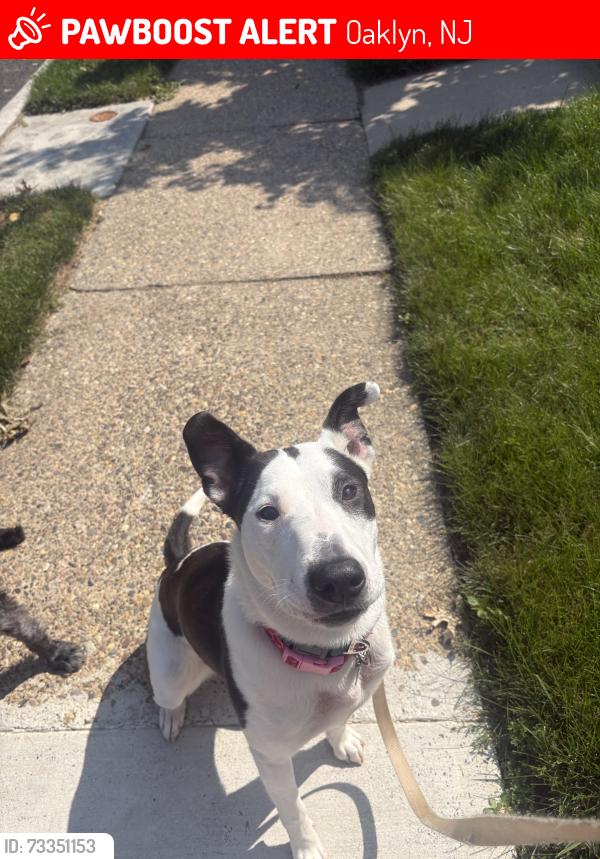 Lost Female Dog last seen Environmental Center, Oaklyn, NJ 08107