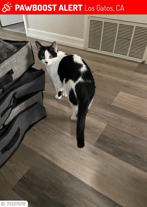 Lost Male Cat last seen Penn Way and National Ave Los Gatos, Los Gatos, CA 95032