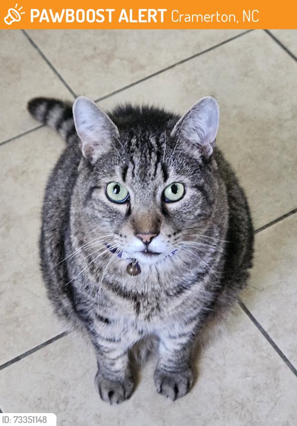 Found/Stray Male Cat last seen 11th St Cramerton NC & Rec Ctr, Cramerton, NC 28032