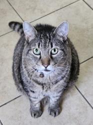 Found/Stray Male Cat last seen 11th St Cramerton NC & Rec Ctr, Cramerton, NC 28032