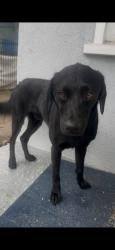 Found/Stray Male Dog last seen Essay and josephine, East Compton, CA 90221