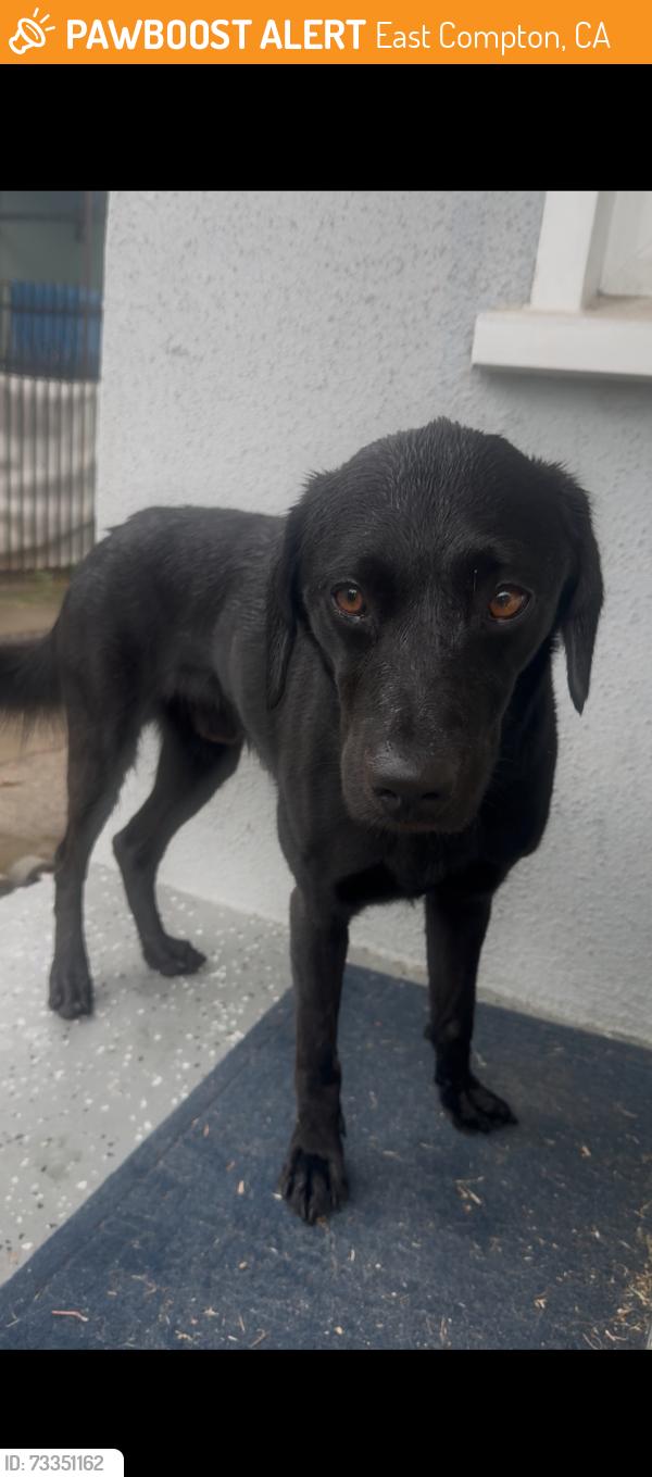 Found/Stray Male Dog last seen Essay and josephine, East Compton, CA 90221