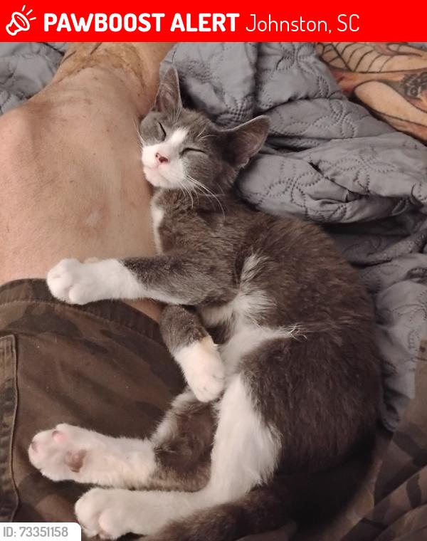 Lost Female Cat last seen Number 6 dogwood Lane Johnston South Carolina, Johnston, SC 29832