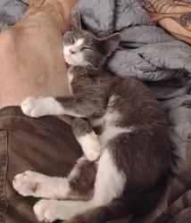 Lost Female Cat last seen Number 6 dogwood Lane Johnston South Carolina, Johnston, SC 29832