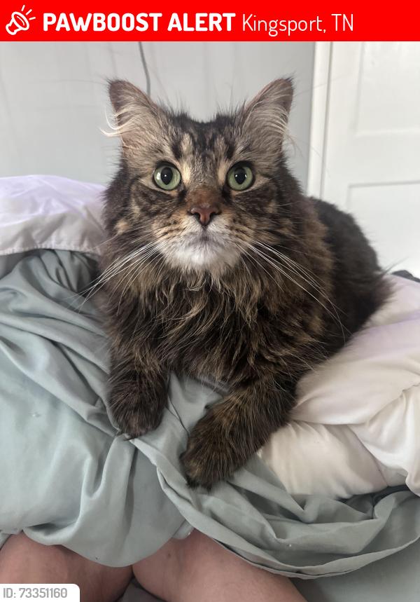 Lost Male Cat last seen McDonald's and Ft Henry- Green Acres, Kingsport, TN 37664