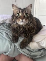 Lost Male Cat last seen McDonald's and Ft Henry- Green Acres, Kingsport, TN 37664