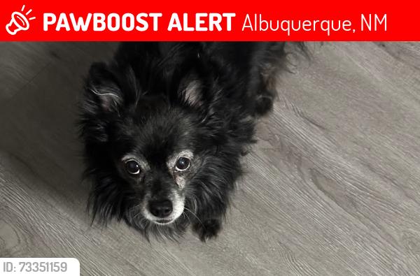Lost Male Dog last seen Indian School and Tramway, Albuquerque, NM 87112