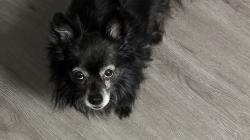 Lost Male Dog last seen Indian School and Tramway, Albuquerque, NM 87112