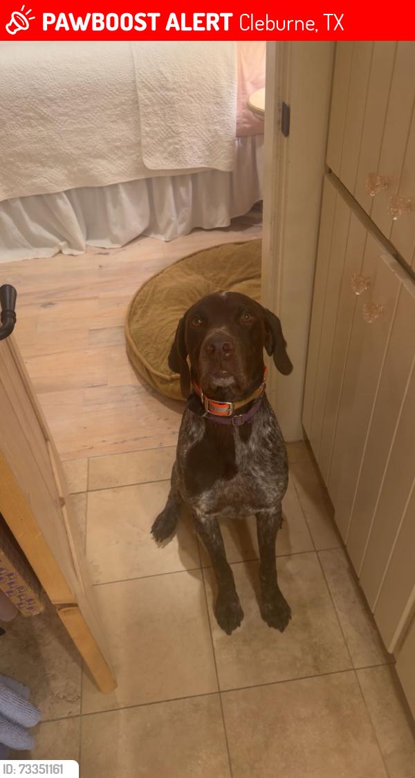 Lost Male Dog last seen Heading east of cr 310, Cleburne, TX 76031