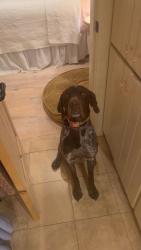 Lost Male Dog last seen Heading east of cr 310, Cleburne, TX 76031