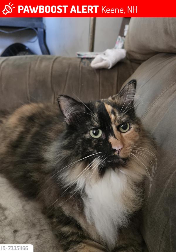 Lost Female Cat last seen Kelleher street, Keene, NH 03431