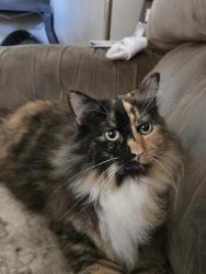Lost Female Cat last seen Kelleher street, Keene, NH 03431