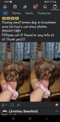 Lost Male Dog last seen , Brasstown, NC 28902